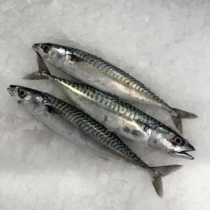 Caballa pescado frescos