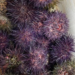 Erizos de mar moluscos