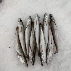 Pescadilla paya pescado frescos