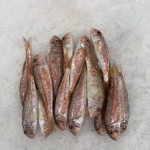 Salmonete pescado fresco